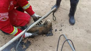 perro rescatado de un canal