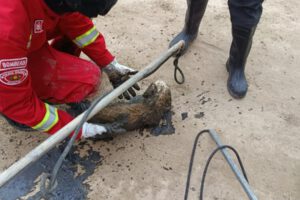 perro rescatado de un canal