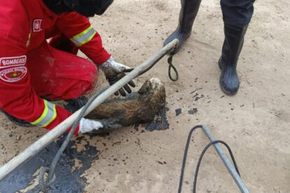 perro rescatado de un canal
