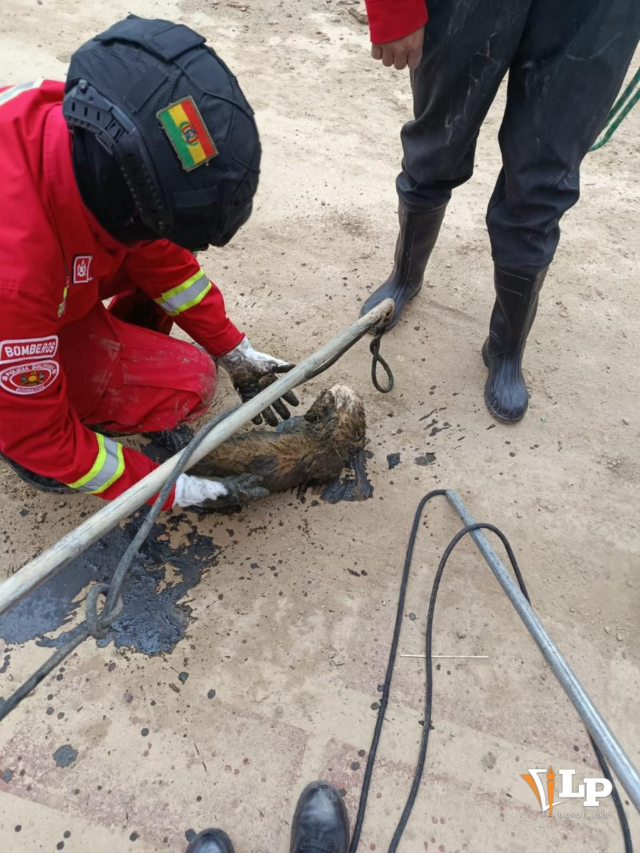 perro rescatado de un canal