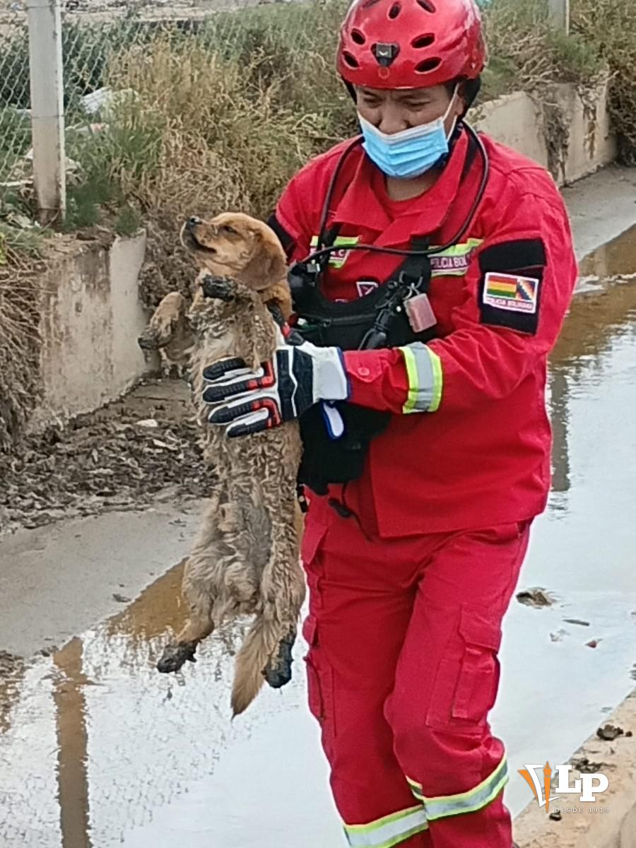 un perro rescatado de un canal