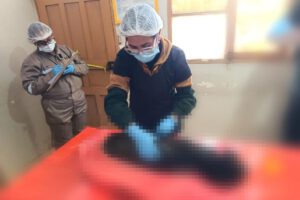 Imagen de la realización de la necropsia