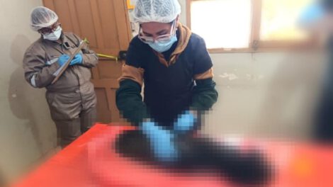 Imagen de la realización de la necropsia