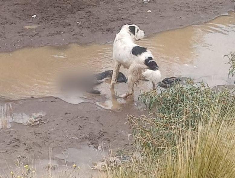 Momento de cómo fue encontrado el animal tras su deceso