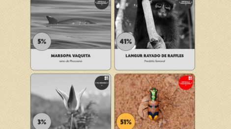 Ronda final del Desafío de Conservación Uproar