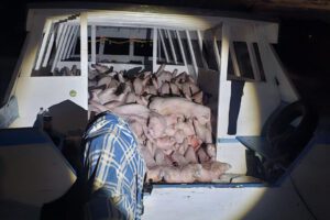 Parte de la carga ilegal incautada