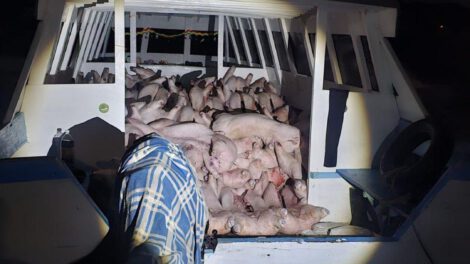 Parte de la carga ilegal incautada