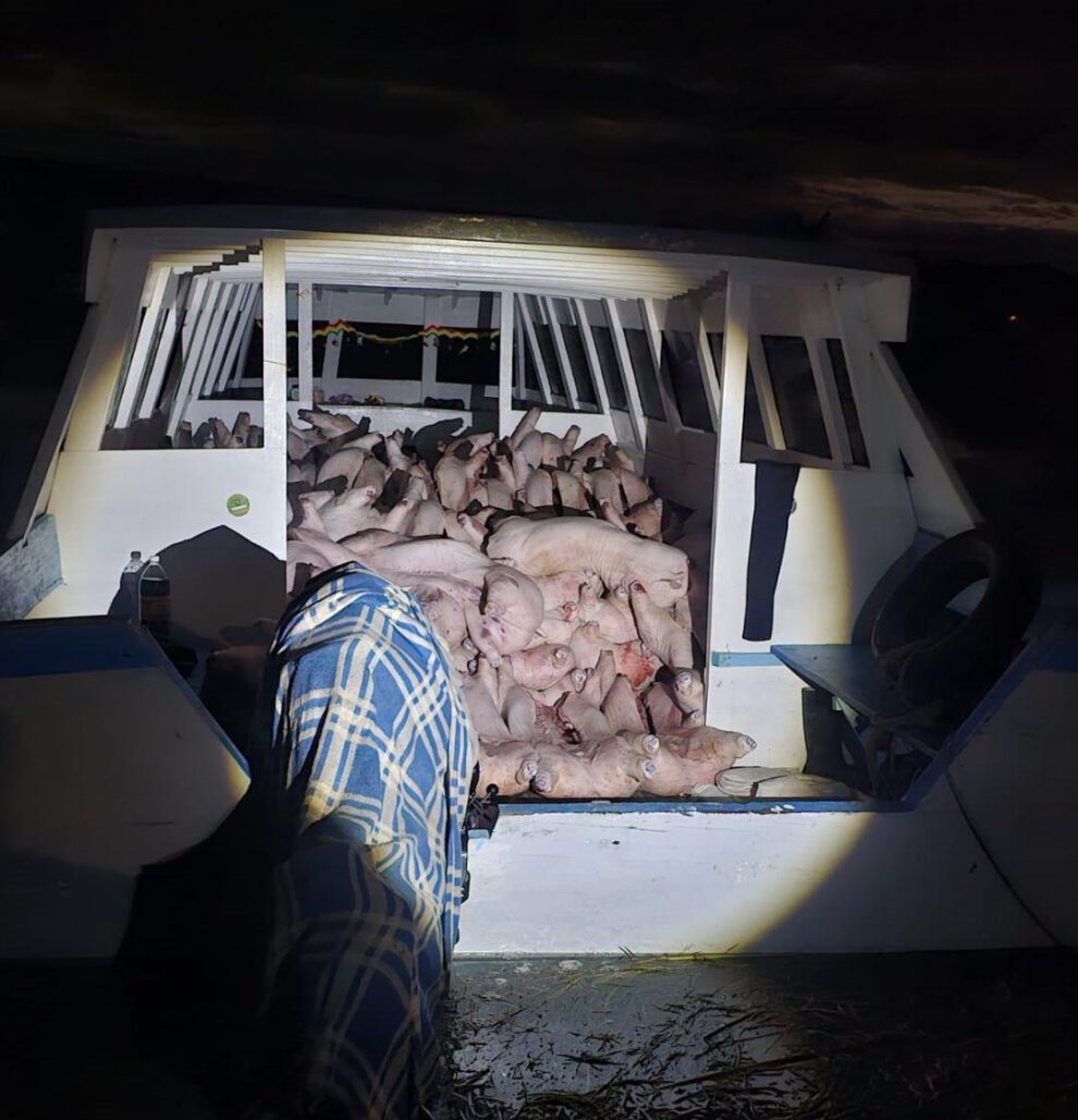 Parte de la carga ilegal incautada