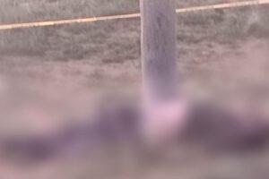 Imagen de la víctima tirada al lado del poste