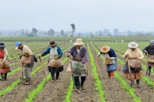 Campesinos sembrando la tierra