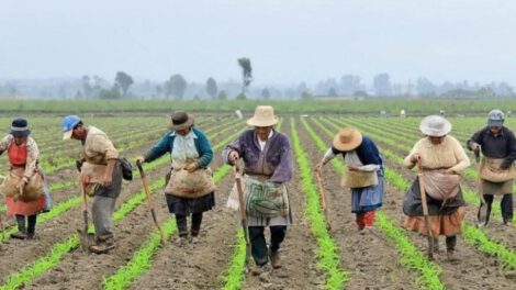 Campesinos sembrando la tierra