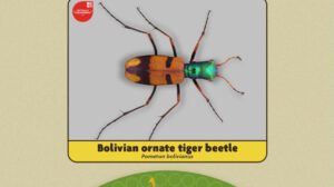 El escarabajo tigre chiquitano se convirtió en el ganador del Uproar Conservation Challenge.