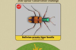 El escarabajo tigre chiquitano se convirtió en el ganador del Uproar Conservation Challenge.