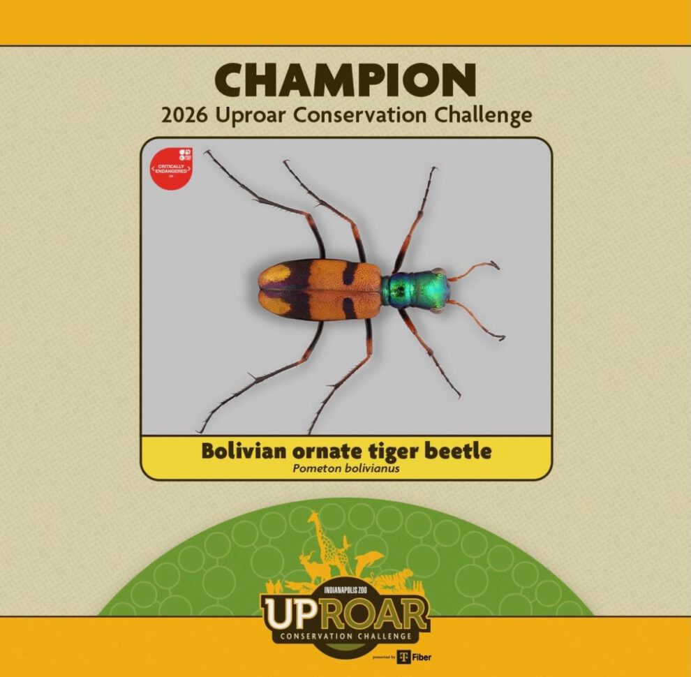 El escarabajo tigre chiquitano se convirtió en el ganador del Uproar Conservation Challenge.