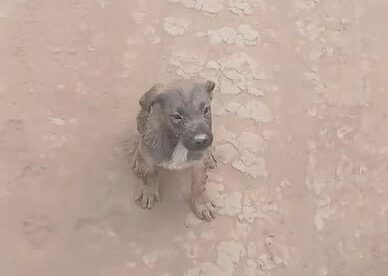 perro