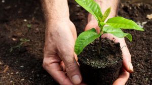 plantar 2,5 millones de árboles en apenas seis meses