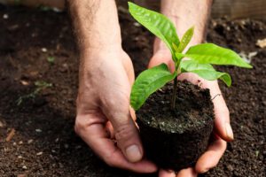 plantar 2,5 millones de árboles en apenas seis meses