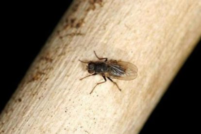 mosca