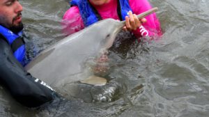 delfin auxiliado por personas
