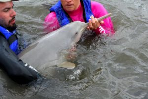 delfin auxiliado por personas