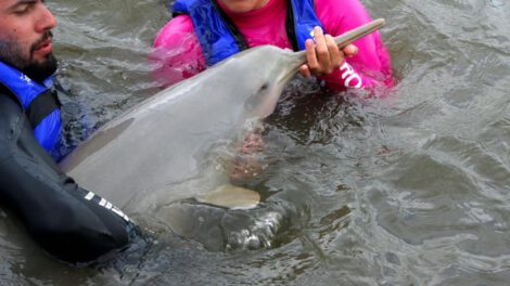 delfin auxiliado por personas