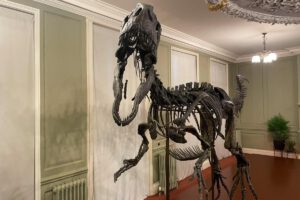 Esqueleto de un dinosaurio