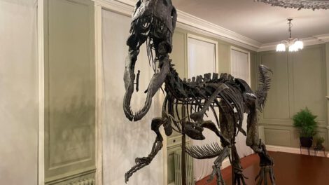 Esqueleto de un dinosaurio