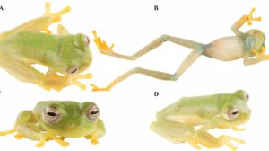 La nueva especie de “rana de cristal”