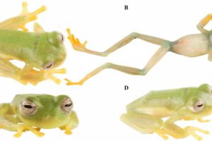 La nueva especie de “rana de cristal”