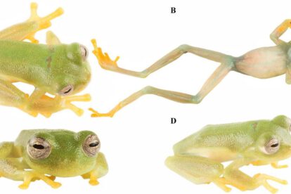 La nueva especie de “rana de cristal”