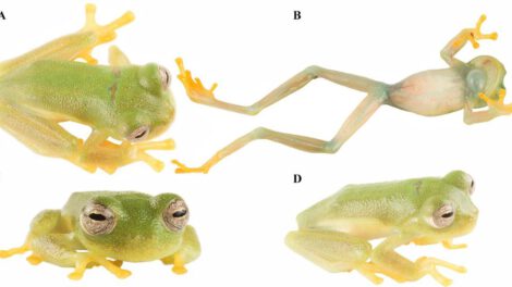 La nueva especie de “rana de cristal”