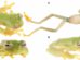 La nueva especie de “rana de cristal”
