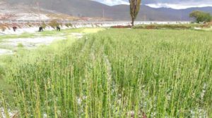 Se perdió 17.249,3 hectáreas de cultivos