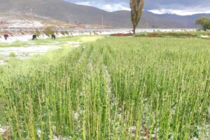 Se perdió 17.249,3 hectáreas de cultivos