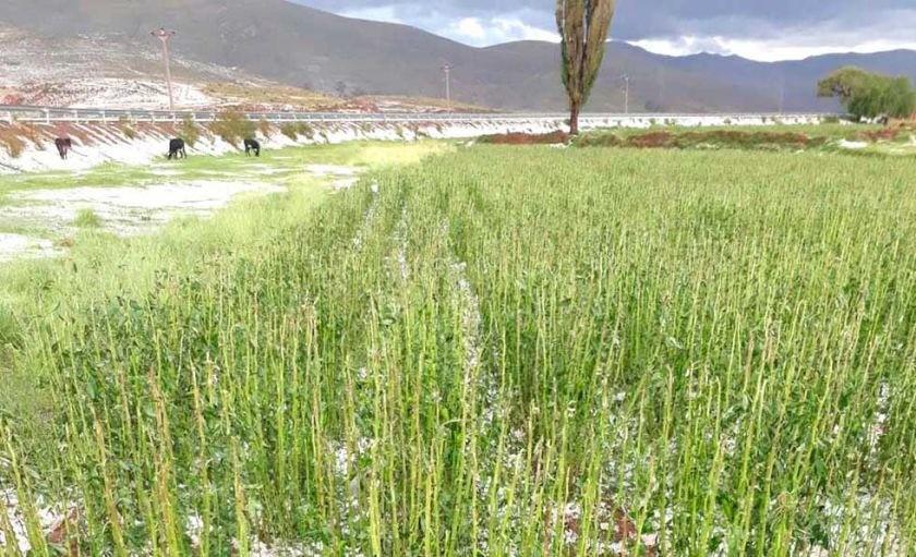 Se perdió 17.249,3 hectáreas de cultivos