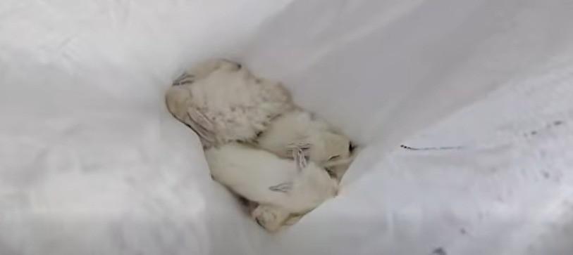 Imagen del interior de una bolsa blanca de plástico donde se observa a varios conejos amontonados