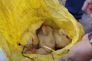 Funcionarios de la Intendencia revisan un saquillo de yute amarillo donde varios patos eran transportados