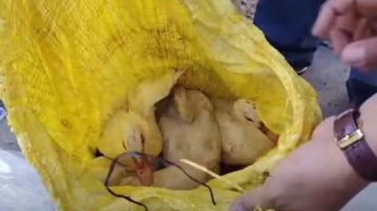 Funcionarios de la Intendencia revisan un saquillo de yute amarillo donde varios patos eran transportados