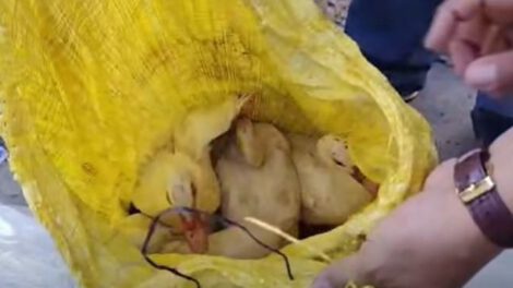 Funcionarios de la Intendencia revisan un saquillo de yute amarillo donde varios patos eran transportados