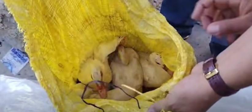 Funcionarios de la Intendencia revisan un saquillo de yute amarillo donde varios patos eran transportados