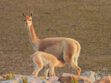 vicuñas
