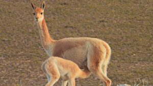 vicuñas