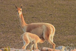 vicuñas