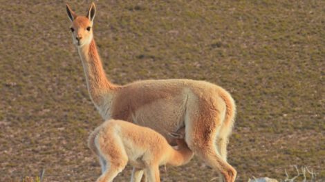 vicuñas