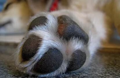 patita de can
