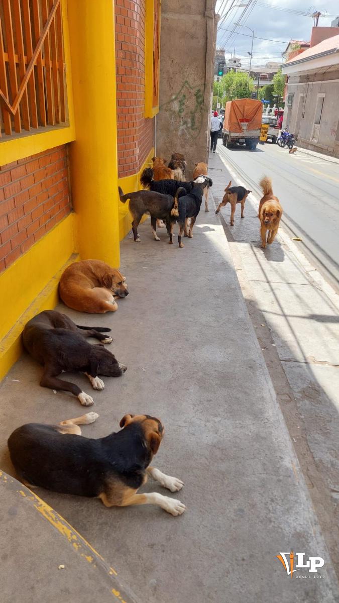 Perros de la calle