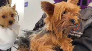 El rescate de los 21 canes de criadero clandestino en Cochabamba