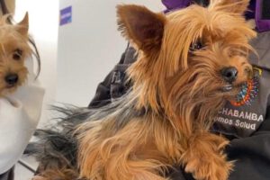 El rescate de los 21 canes de criadero clandestino en Cochabamba