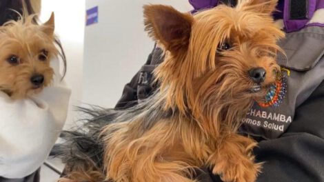 El rescate de los 21 canes de criadero clandestino en Cochabamba