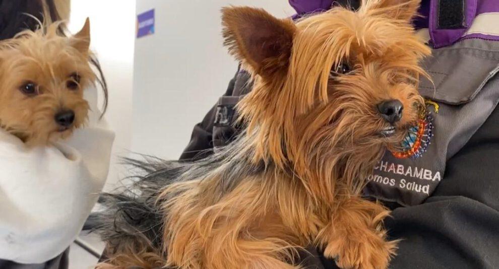 El rescate de los 21 canes de criadero clandestino en Cochabamba